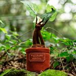 Almofada Com Som Mandragora Harry Potter