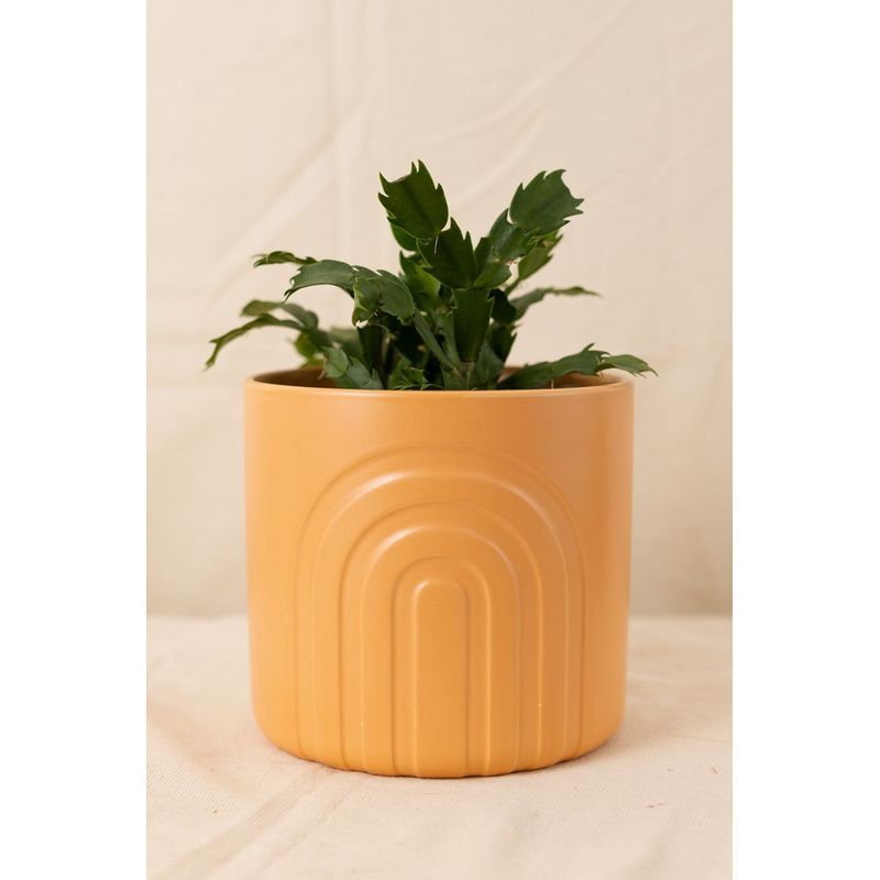 Vaso-Arcos-Ocre-g